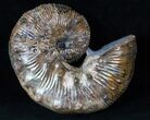 Hoploscaphites Nodosus Ammonite - Iridescent Shell #16259-2